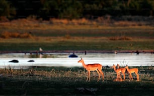 Impala femmina e giovane nella luce pomeridiana