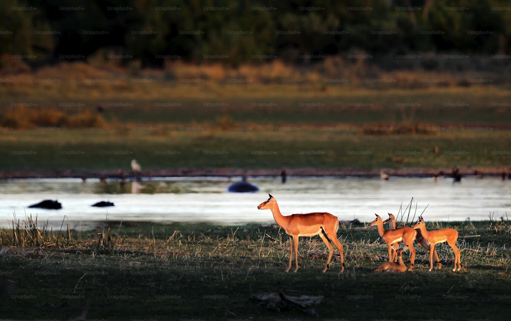 Impala femmina e giovane nella luce pomeridiana