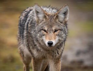 A coyote in Banff, Canada.