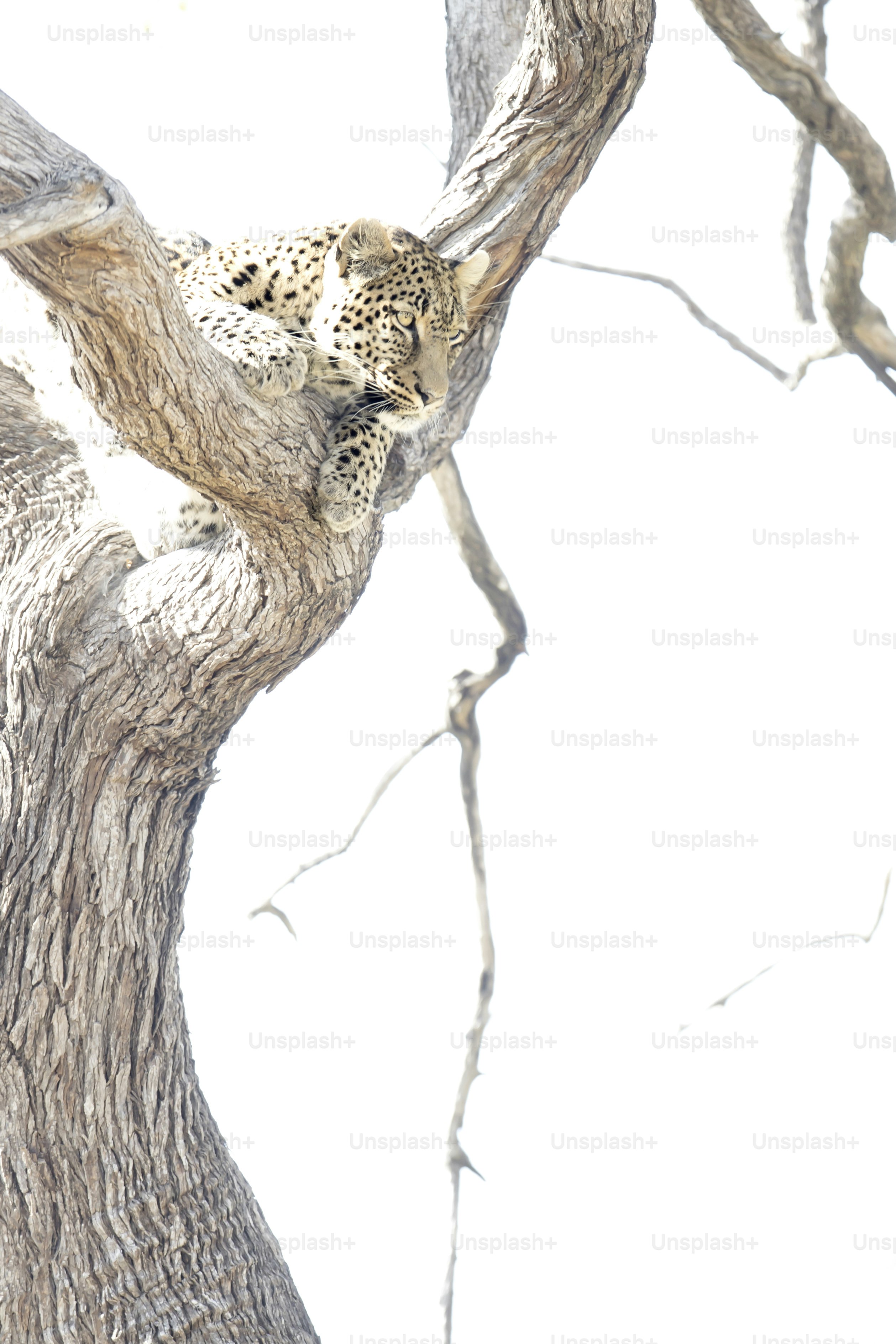 A Leopard in Chobe National Park, Botswana. photo – Africa Image on ...