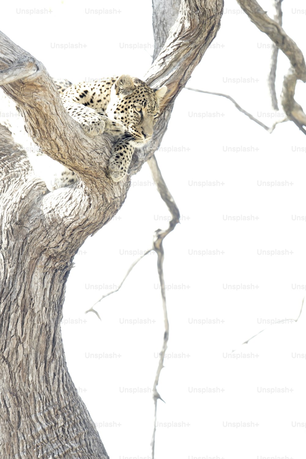 보츠와나 초베 국립공원에 있는 표범.