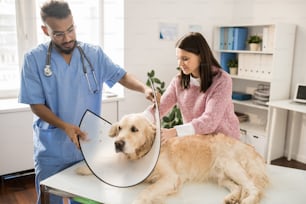 Joven propietario de golden retriever ayuda al veterinario a colocar un embudo en el cuello del perro antes del procedimiento médico