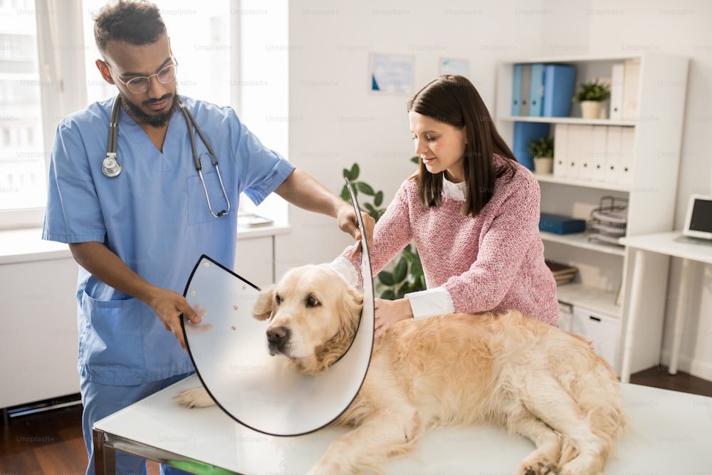 Young owner of golden retriever helping veterinarian to place funnel on dog neck before medical procedure