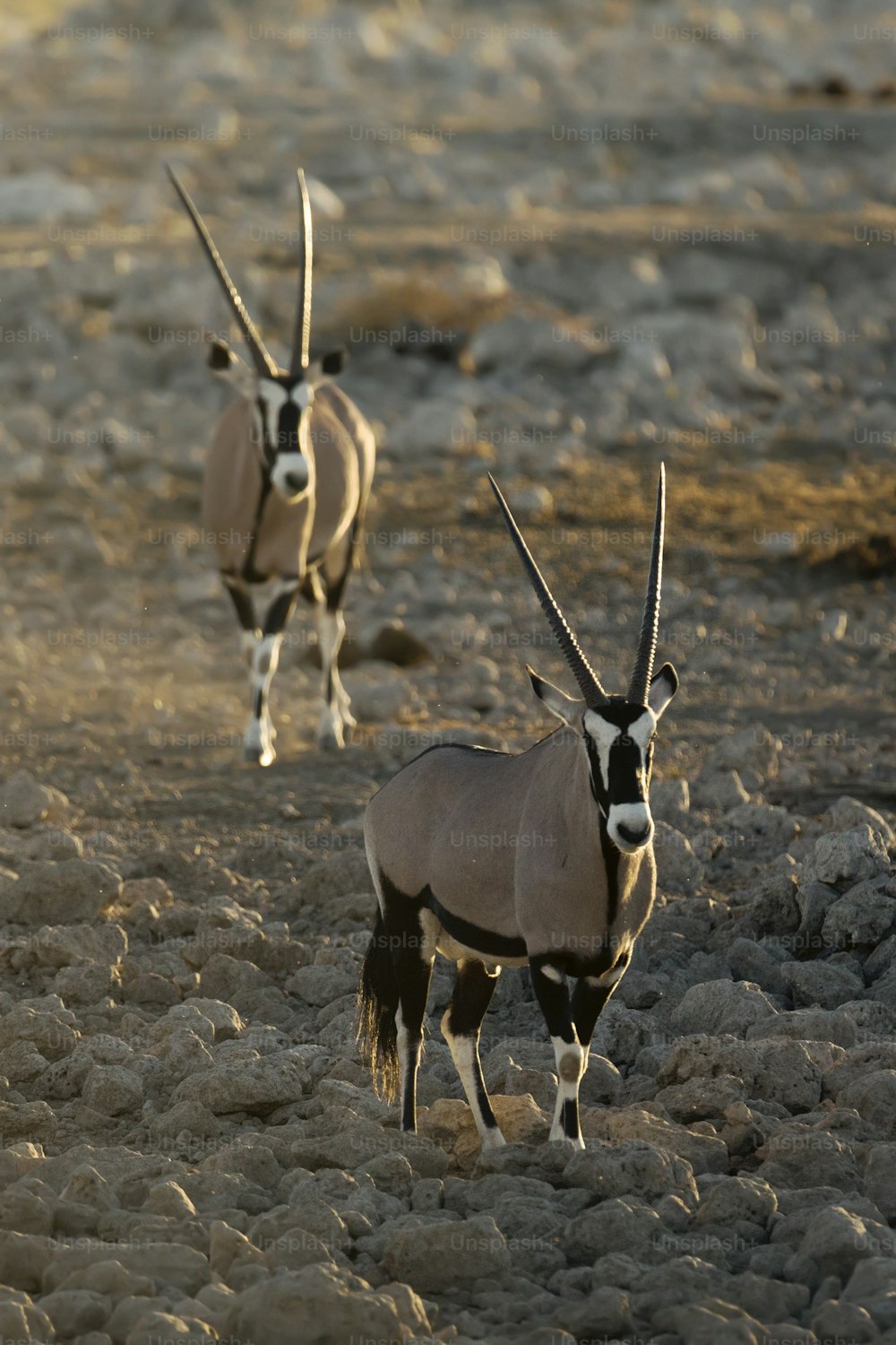 Two Oryx in afternoon light
