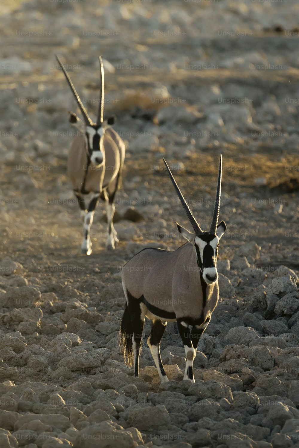 Two Oryx in afternoon light