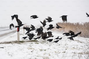 Uno stormo di corvi che vola sopra il campo ghiacciato
