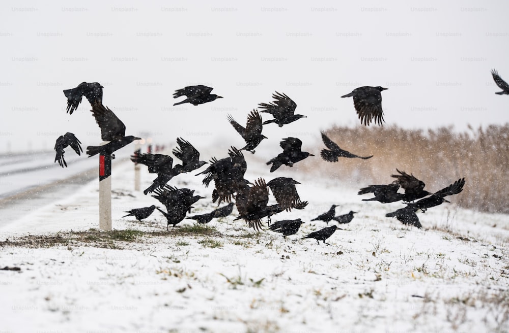 A flock of crows flying above the frozen field