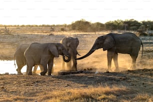 Elefanten an einem Wasserloch bei Sonnenuntergang.
