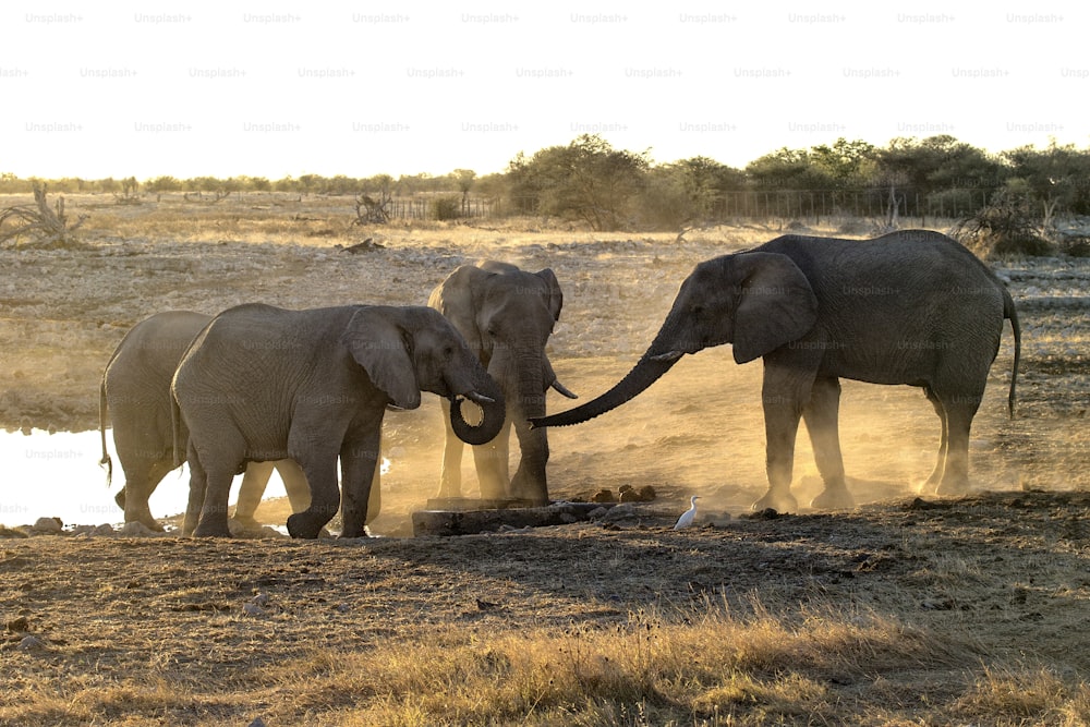 Elephants at a waterhole at sunset.