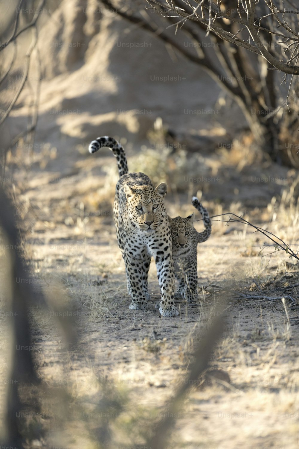 Madre y su cachorro de leopardo caminando en el Parque Nacional de Etosha, Namibia.