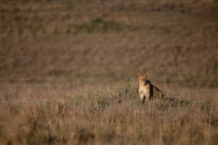 A lion portrait in the Maasai Mara, Africa