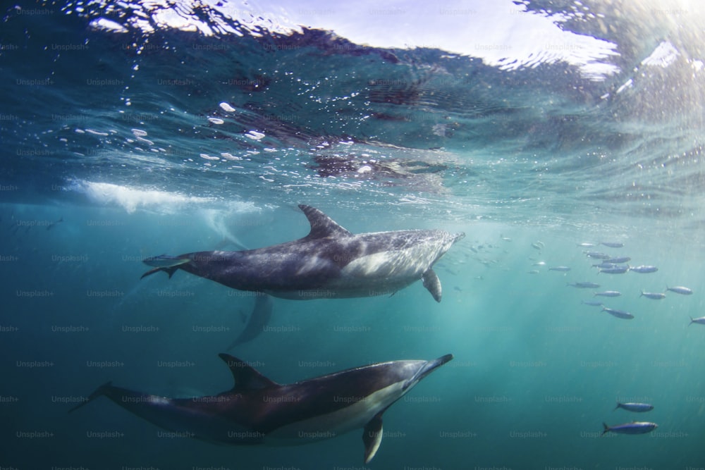 Una pareja de delfines comunes en Sardine Run en Sudáfrica.