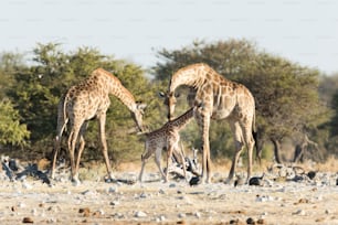 Une famille de girafe dans le parc national d’Etosha, en Namibie.