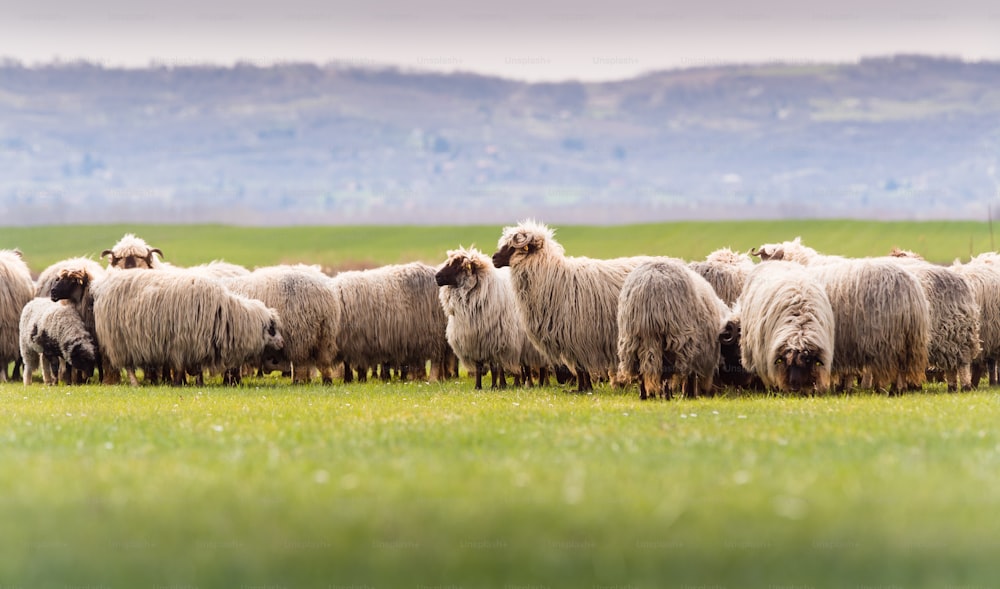 Rebaño de ovejas en pasto - pradera en temporada de primavera