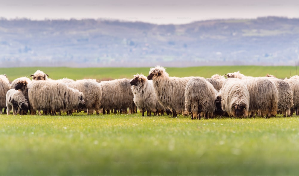 Herd of sheep on pasture - meadow in spring season