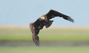 A bald eagle in Maryland