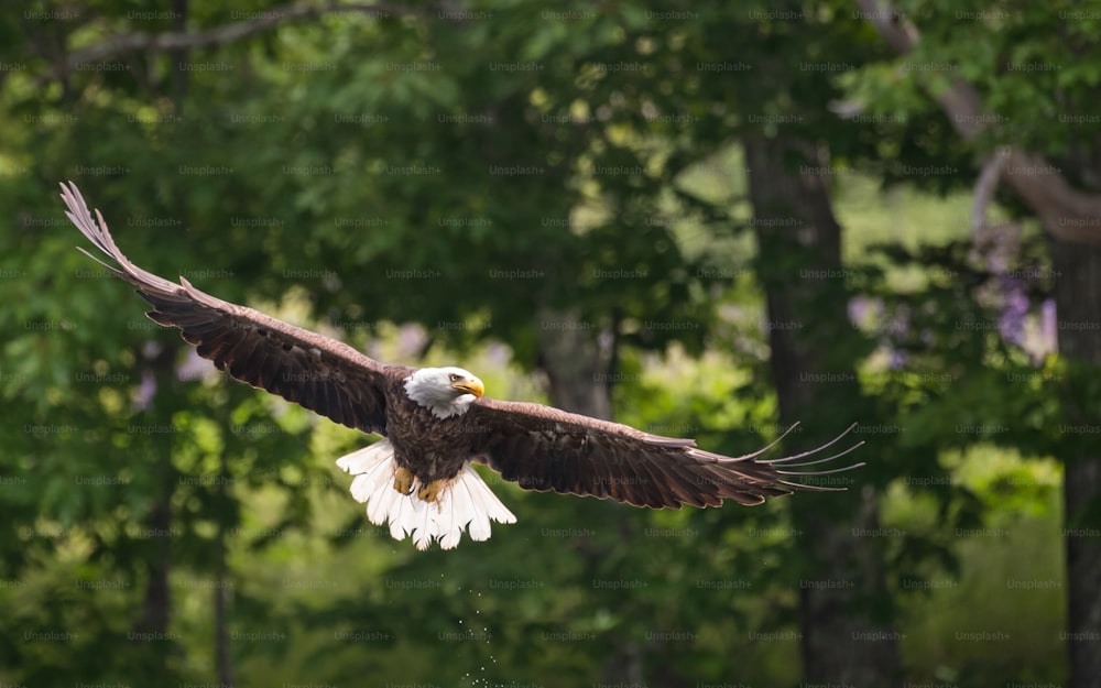 Uma águia careca em Maryland