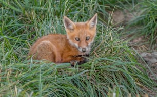 A red fox in New Jersey