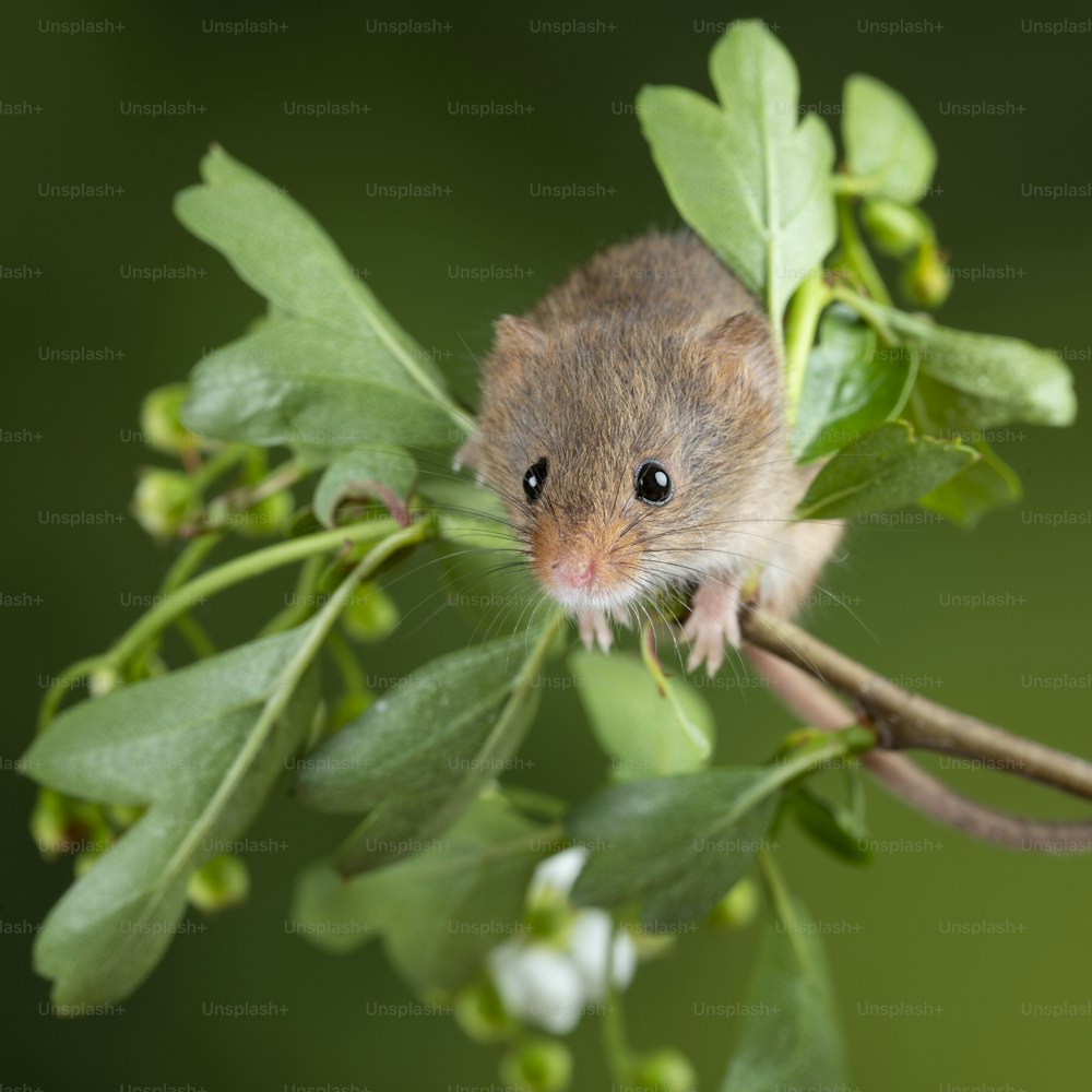 Niedliche Erntemäuse Micromys minutus auf weißem Blütenlaub mit neutralgrünem Naturhintergrund