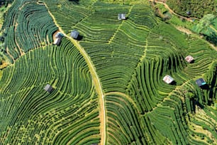 Vista aérea de una plantación de té en Chiang Mai, Tailandia.