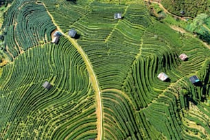 Aerial view of tea plantation in Chiang mai, Thailand.