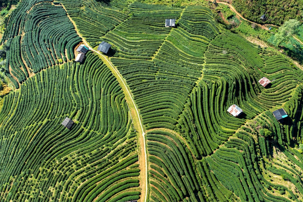 Vista aérea de la plantación de té en Chiang Mai, Tailandia.