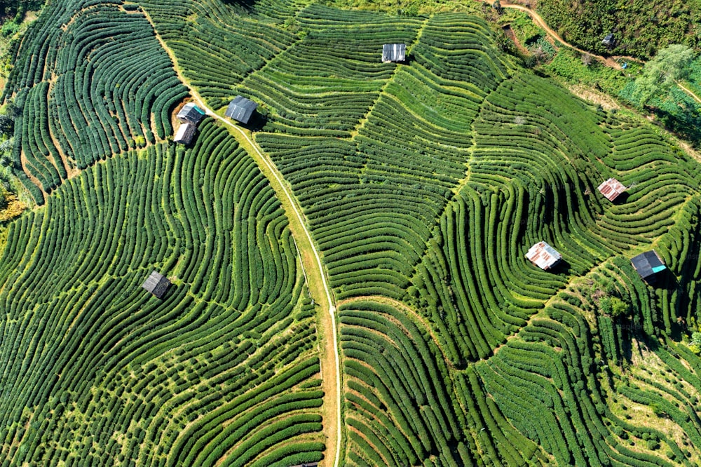 Vista aérea de una plantación de té en Chiang Mai, Tailandia.