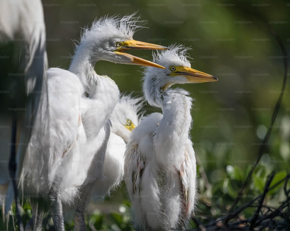 Great egret in Northern Florida