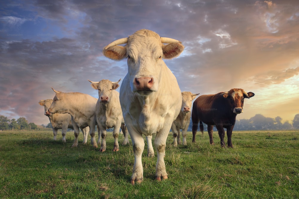 緑の牧草地に浮かぶ若い白い牛の群れ