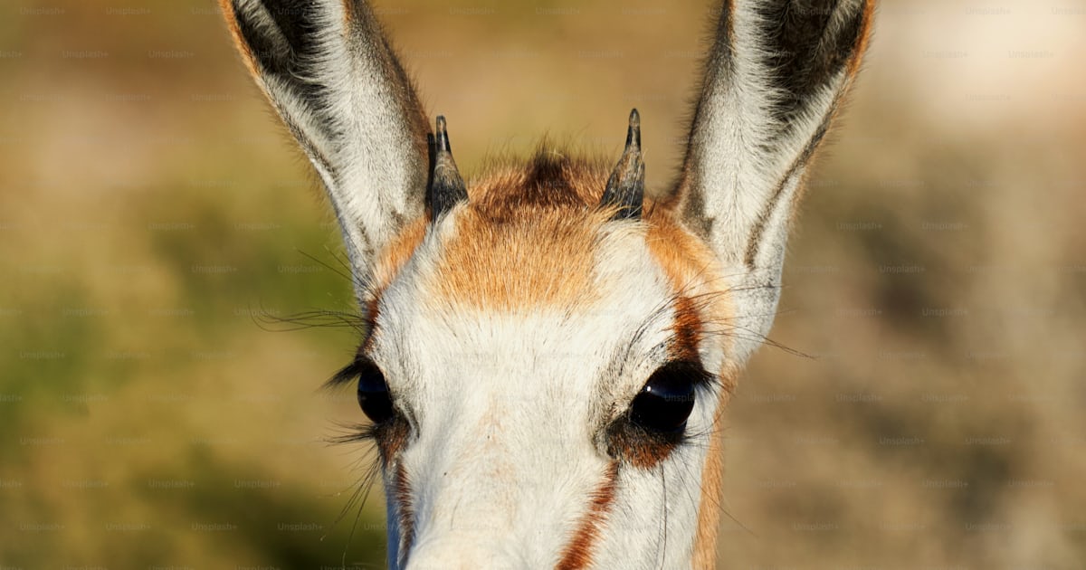 Portrait of a beautifull young springbok photographed in Namibia photo ...