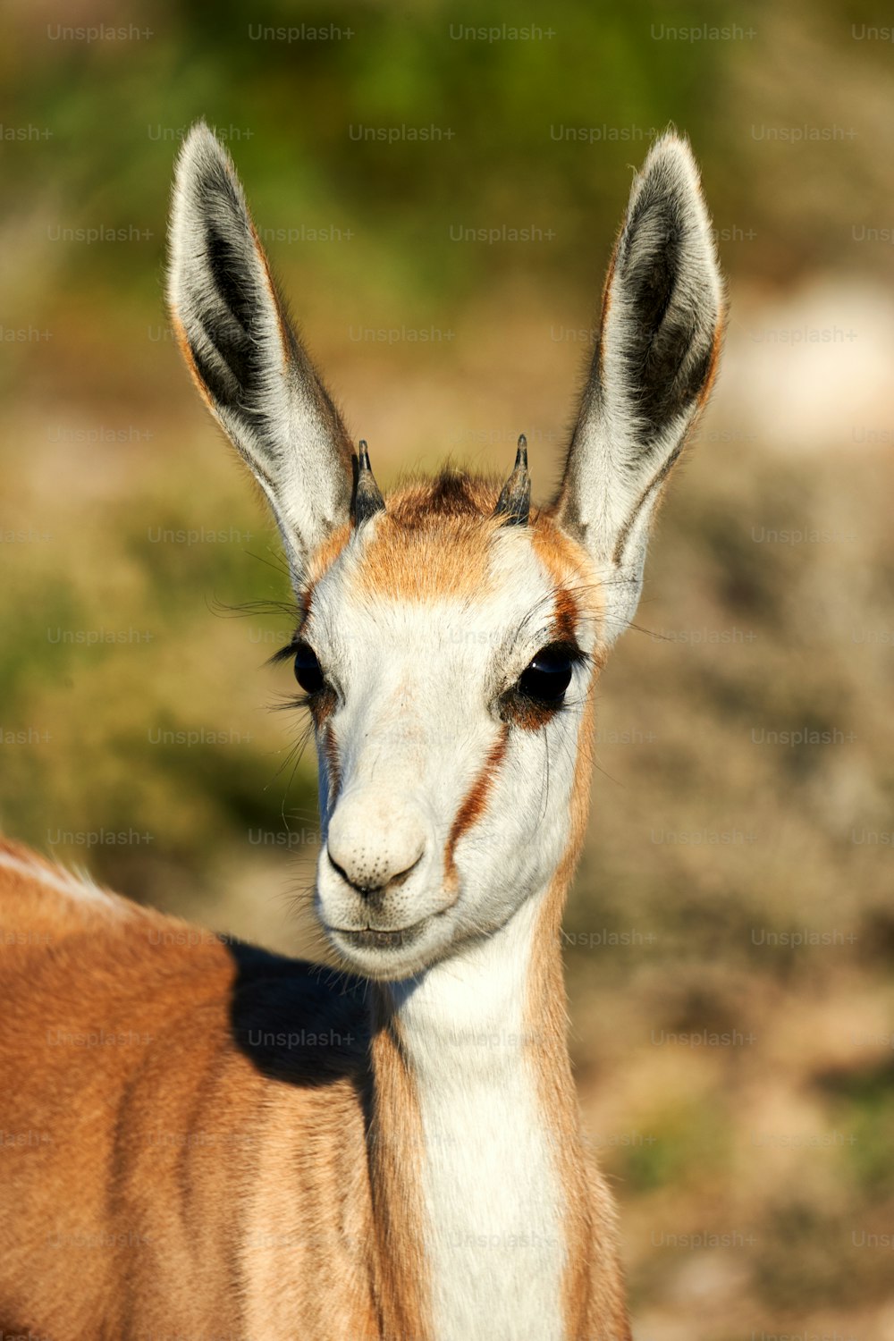 Ritratto di un bellissimo giovane springbok fotografato in Namibia
