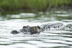 Crocodile swimming in water.