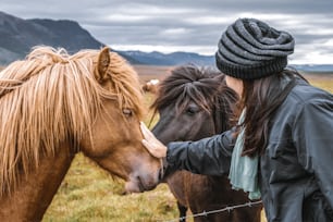 Caballo islandés en el campo del paisaje natural escénico de Islandia. El caballo islandés es una raza de caballo desarrollada localmente en Islandia, ya que la ley islandesa impide la importación de caballos.