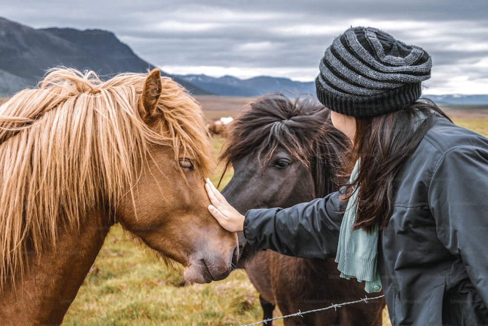 Islandpferd im Bereich der malerischen Naturlandschaft Islands. Das Islandpferd ist eine lokal in Island entwickelte Pferderasse, da das isländische Gesetz die Einfuhr von Pferden verhindert.