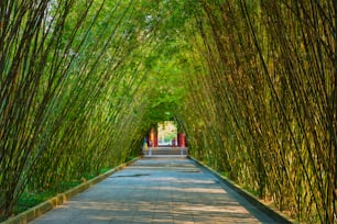 Caminho na floresta de bambu brove no pavilhão de Wangjiang (Torre de Wangjiang) Parque Wangjianglou. Chengdu, Sichuan, China