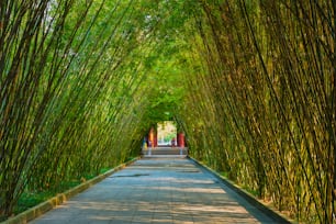 Path in bamboo forest brove in Wangjiang Pavilion (Wangjiang Tower) Wangjianglou Park. Chengdu, Sichuan, China