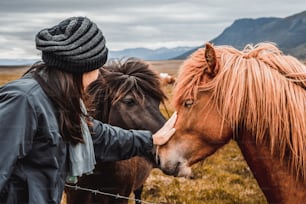 Caballo islandés en el campo del paisaje natural escénico de Islandia. El caballo islandés es una raza de caballo desarrollada localmente en Islandia, ya que la ley islandesa impide la importación de caballos.