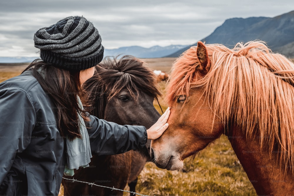 Cavalo islandês no campo da paisagem da natureza cênica da Islândia. O cavalo islandês é uma raça de cavalo desenvolvida localmente na Islândia, já que a lei islandesa impede que os cavalos sejam importados.
