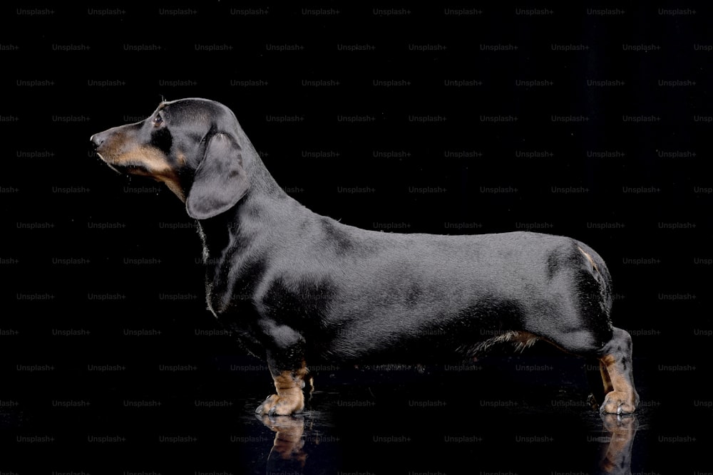 Foto de estúdio de um adorável dachshund de cabelos curtos em pé sobre fundo preto.