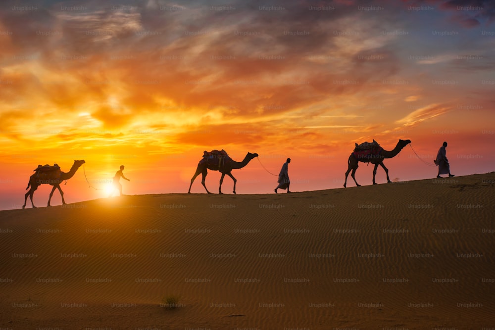 Cammellieri indiani (cammelliere) beduini con sagome di cammelli nelle dune di sabbia del deserto di Thar al tramonto. Caravan in Rajasthan viaggio turismo sfondo safari avventura. Jaisalmer, Rajasthan, India