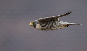 A peregrine falcon in New Jersey