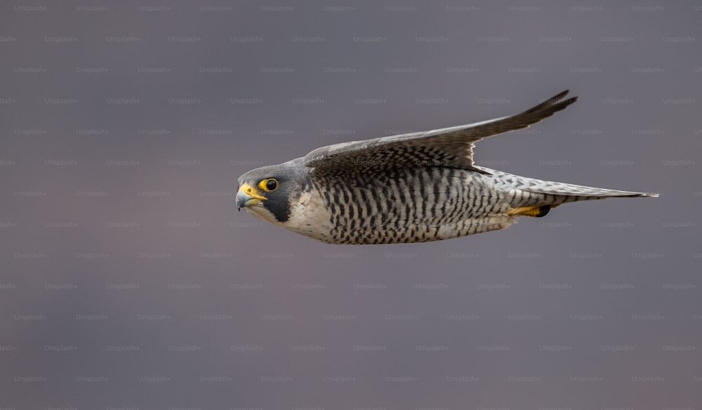 A peregrine falcon in New Jersey