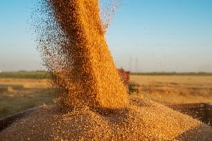 Close up view of combine harvester pouring a tractor-trailer with grain during harvesting.
