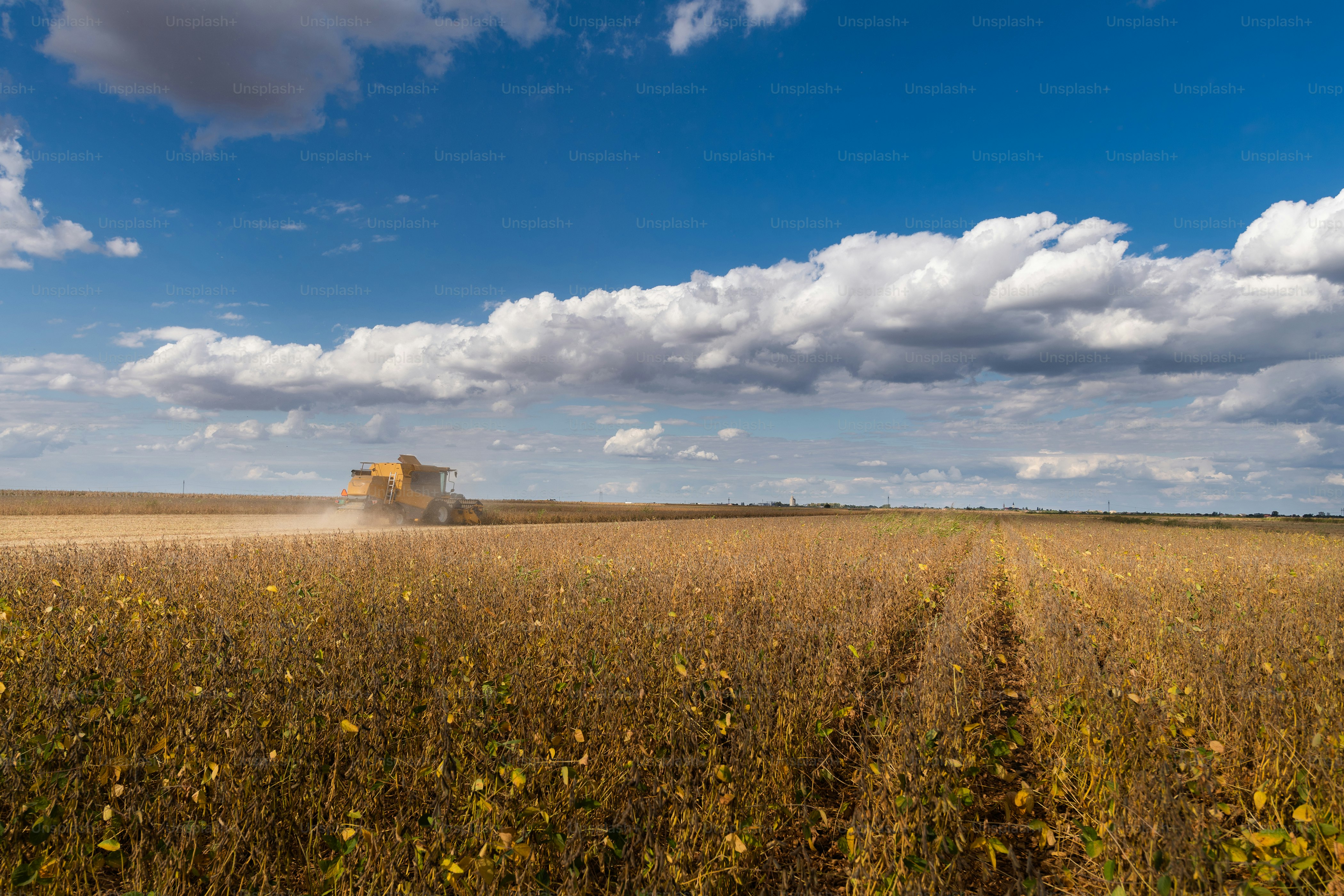 A combine harvesting soybeans at sunset