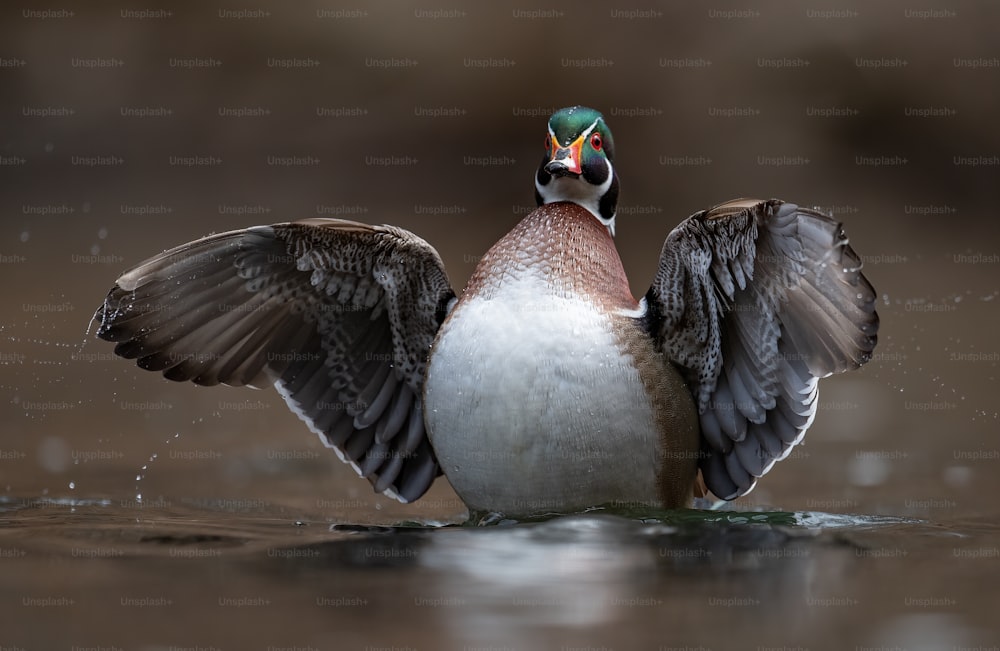 A male wood duck in a Pennsylvania stream.