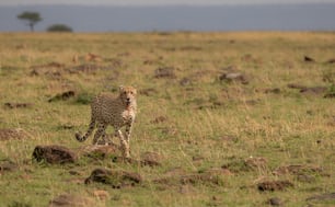 Un ghepardo nel Mara, Africa