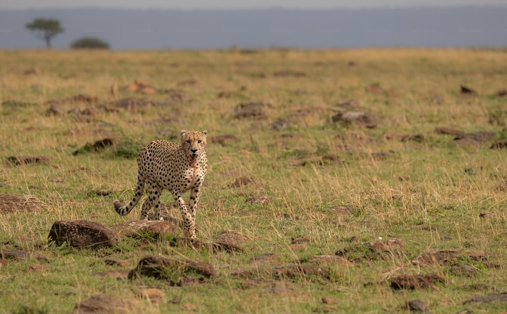 A cheetah in the Mara, Africa