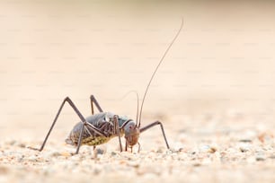 Gepanzertes Boden-Cricket