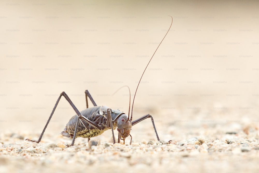 Armour Plated ground cricket