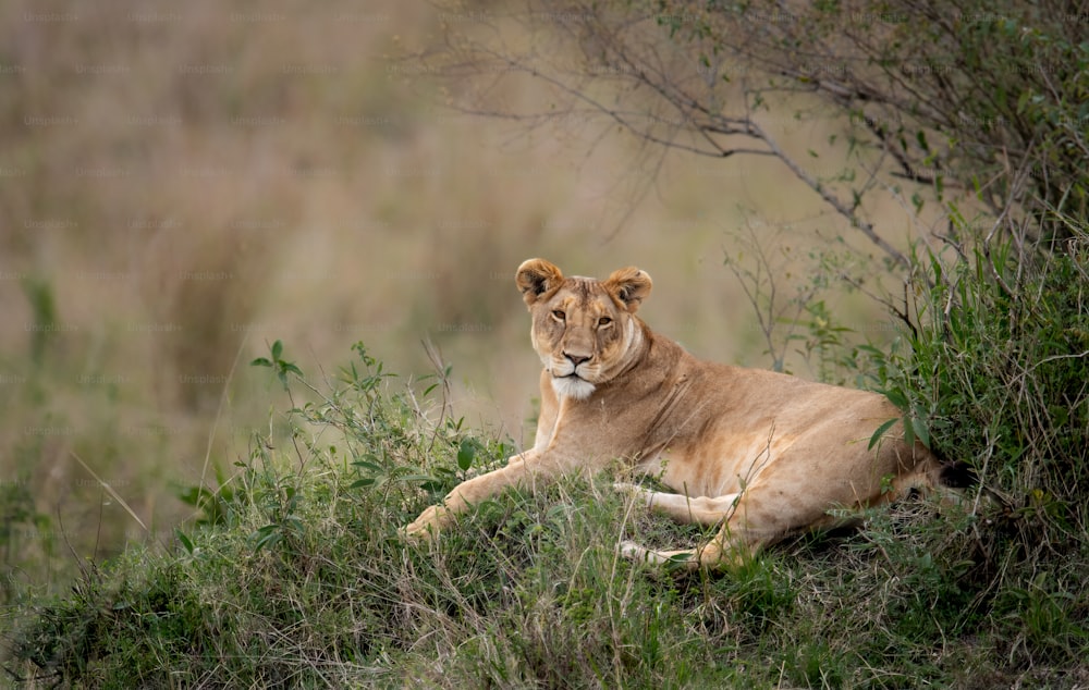 Um retrato do leão no Maasai Mara, África